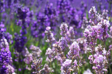 Beautiful lavender field at Mayfield Lavender Farm on a sunny day, Banstead, UK
