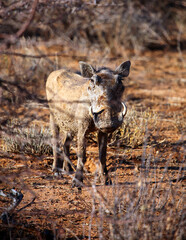 Early morning image of a warthog, Etosha National Park Namibia 