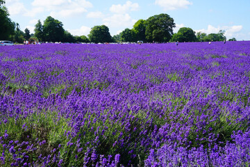 Beautiful lavender field at Mayfield Lavender Farm on a sunny day, Banstead, UK