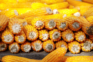 ripe yellow corn dries in the sun, a lot of corn