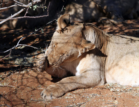 Lioness licking her paw, Etosha National Park Namibia 