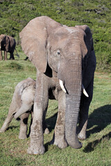 Female elephant and baby, Eastern Cape South Africa