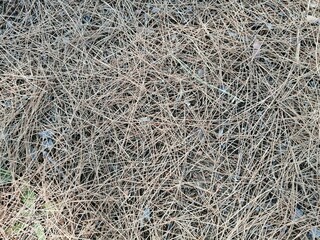 grass background