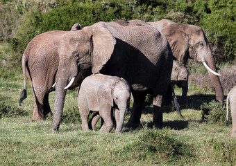Herd of elephants with young, Eastern Cape South Africa