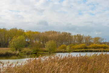 Reed along the edge of a lake in wetland in bright sunlight in autumn, Almere, Flevoland, The Netherlands, November 4, 2020