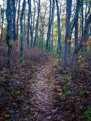 Obraz premium Oak Tree Trunks on the Glacial Moraine Trail in Autumn