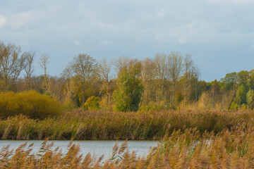 Reed along the edge of a lake in wetland in bright sunlight in autumn, Almere, Flevoland, The Netherlands, November 4, 2020