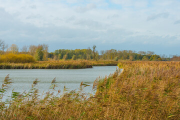 Reed along the edge of a lake in wetland in bright sunlight in autumn, Almere, Flevoland, The Netherlands, November 4, 2020
