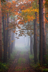 Obraz premium fog in forest during autumn 