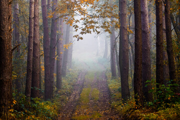 fog in forest during autumn

