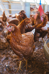 happy hens without animal abuse