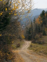 Beautiful autumn landscape with fallen dry red leaves, road through the forest and yellow trees.turkey