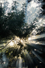 Sunbeams Streaming through Trees with Dramatic Light and Sunflare