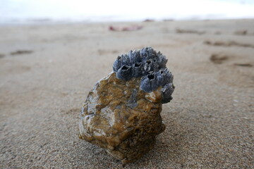 Sea