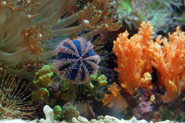 The Blue Tuxedo Urchin.