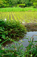小石川後楽園・稲田と花菖蒲田