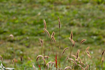 Close up of dry brown stalk of grass