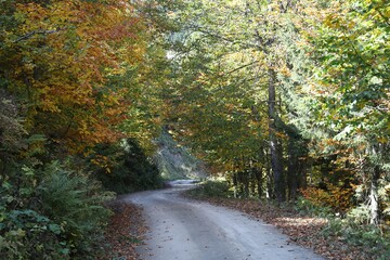 Beautiful autumn landscape with fallen dry red leaves, road through the forest and yellow trees.turkey