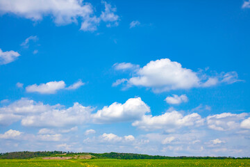 
Spring field with yellow rape flowers. Cloudy sky.