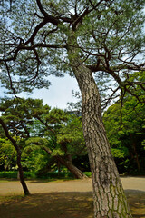 小石川後楽園・松原