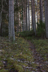 A pathway through the forest