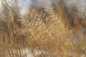 reeds in the morning