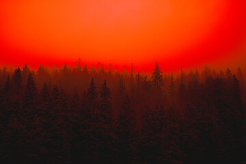 Foggy red forest darkness winter mystery