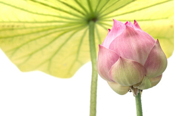 Beautiful lotus flower isolated on white background