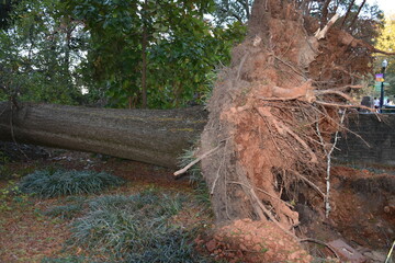 Fototapeta premium A fallen tree in the forest after a major storm passes