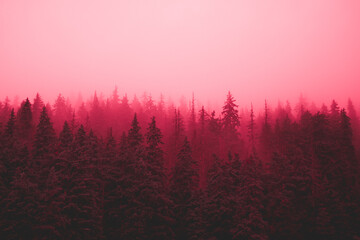 Foggy pink forest darkness winter mystery