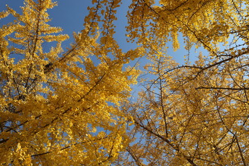 Fototapeta premium 가을풍경 은행나무 ginkgo maidenhair tree