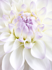 White tenderness dahlia close up shot. Soft floral background