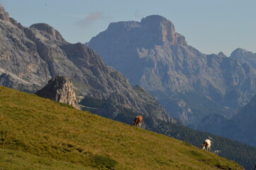 Hiking in the lush and dramatically beautiful Val di Fiemme and Passo Rollo in the Dolomites,...