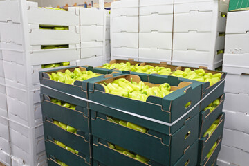 Green Peppers Boxes