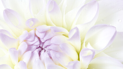 Obraz na płótnie Canvas White dahlia flower background. Floral macro
