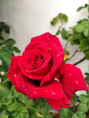 red rose with water drops