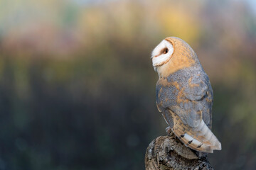 Amazing portrait of Barn owl at sunset (Tyto alba)
