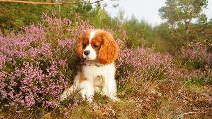 cavalier king charles spaniel puppy