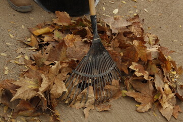 otoño en el jardin