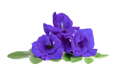 Butterfly pea flowers with green leaves on white background
