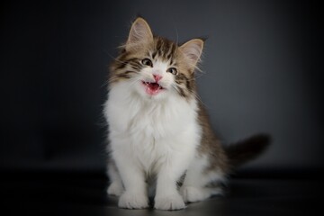 Siberian cat on black backgrounds