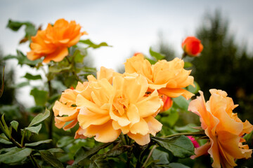 
Beautiful roses in the garden, by the fountain, in the city streets