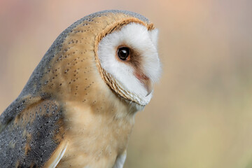Extreme closeup of Barn owl (Tyto alba)