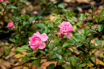 
Beautiful roses in the garden, by the fountain, in the city streets