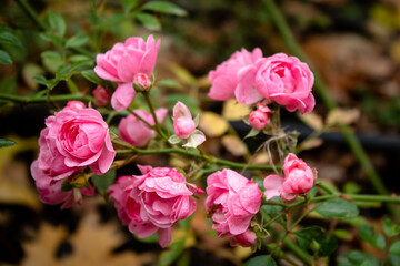 
Beautiful roses in the garden, by the fountain, in the city streets