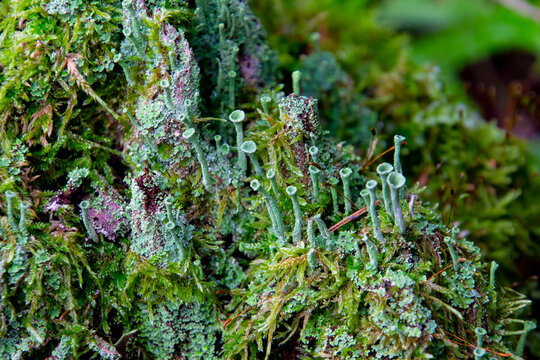 Tree stump overgrown with moss and trumpet pixie lichen or cladonia fimbriata