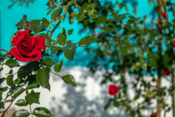 
Beautiful roses in the garden, by the fountain, in the city streets