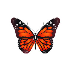 Colorful Orange and Black Butterfly Top Shot Vector Illustration on white background 