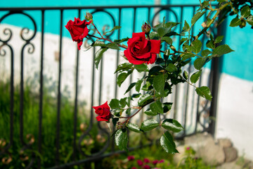 
Beautiful roses in the garden, by the fountain, in the city streets