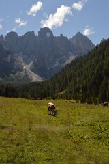 Hiking in the lush and dramatically beautiful Val di Fiemme and Passo Rollo in the Dolomites,...